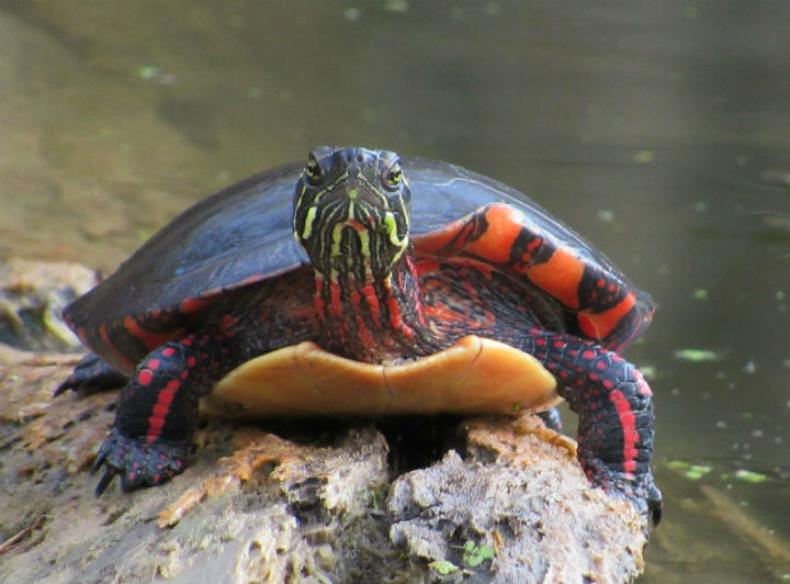 02 1-8 Midland Painted Turtle_3753